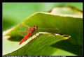 Crocothemis erythraea